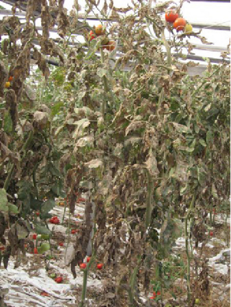 Schäden an Tomatenpflanzen mit vertrockneten Blättern durch den Befall der Tomatenminiermotte