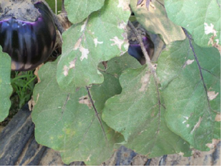 Schadsymptomatik an Blättern einer durch Tomatenminiermotten befallenen Melanzanipflanze