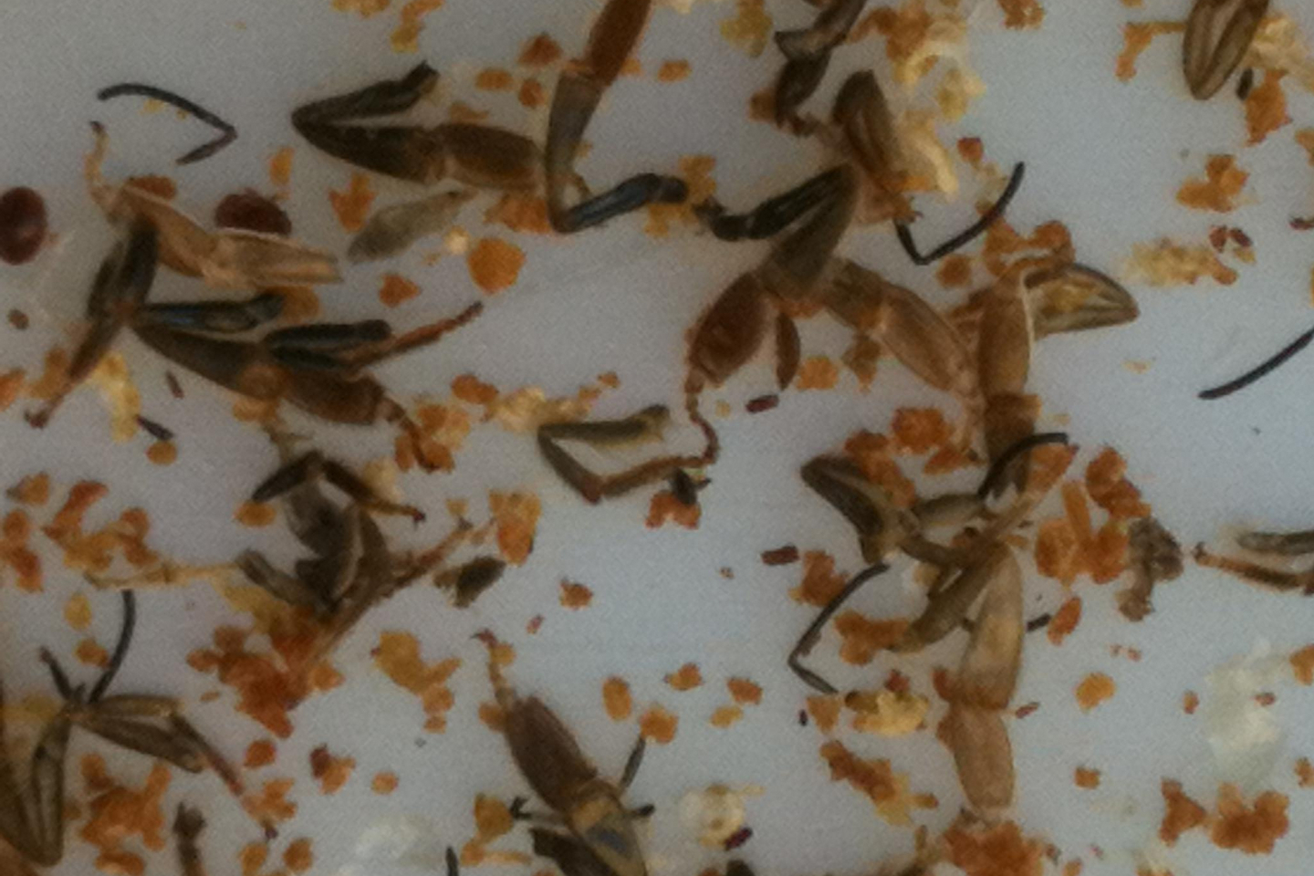 Weißwasser / Bienenteile von Wespen