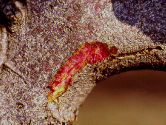 Überwinternde tierischer Schaderreger Überwinternde tierischer Schaderreger