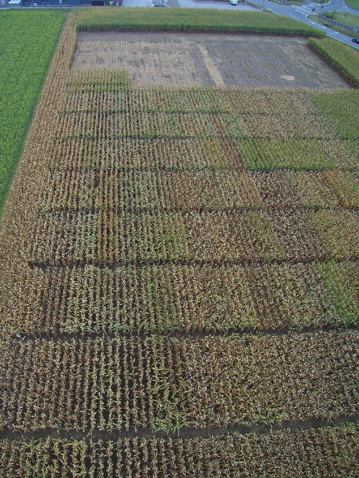 Verschiedene Maissorten auf einem Feld