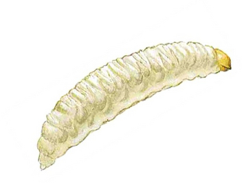 Abbildung einer gelblichweißen Larve des Rapsstängelrüsslers mit hellbrauner Kopfkapsel.