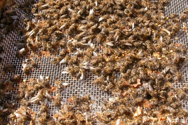 Tote Bienen am Gitterboden