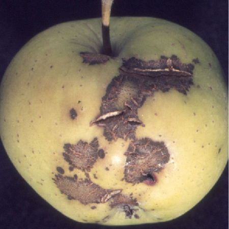 braunschwarze Flecken und Risse in der Apfelschale, verursacht durch Apfelschorf