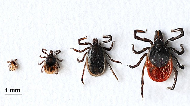 3 tick stages from left to right: larva, nymph, adult male, and adult female.