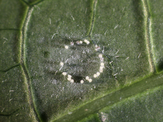 Kreisförmig abgelegte weiße Eier an der Unterseite eines Blattes
