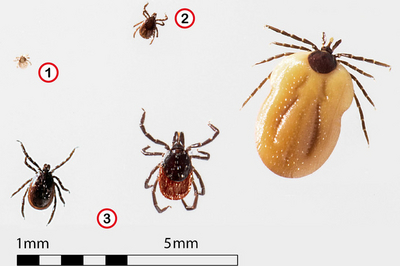 No. 1: tick larva, No. 2: nymph, No. 3: adult male and adult female. (Enlarges Image in Dialog Window)