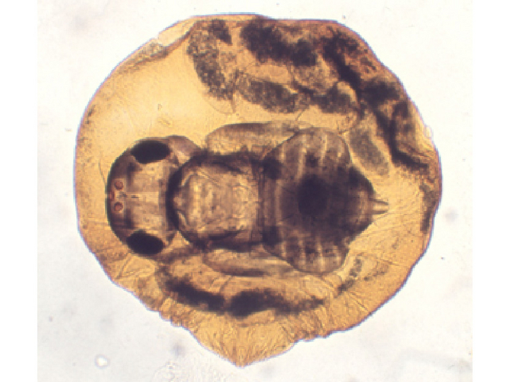 Mikroskopische Aufnahme der San-José-Schildlaus-Zehrwespe, die in der San-José-Schildlaus heranwächst