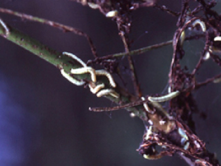 Mehrere Raupen an einem kahlgefressenen Zweig