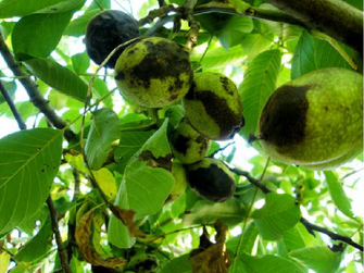 Befallene teilweise schwarze Früchte im Nussbaum