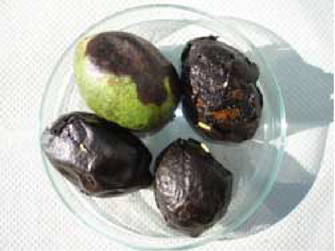 Mehrere befallene Nüsse mit teils oder gänzlich schwarz verfärbtem Fruchtfleisch und Larven