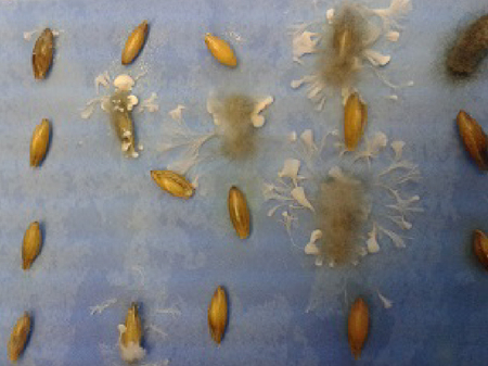 Befallene Samen auf blaugefärbtem Filterpapier, graues Myzel mit weißen Myzelbüscheln hat sich rund um die Samen gebildet