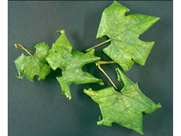 Rebblätter sind infolge der Blattrollkrankheit an den Rändern eingerollt, die Blattadern sind grün