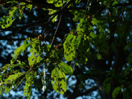 Laubbaum mit starken Raupenfraßspuren an den Blättern