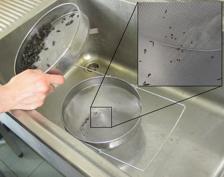 Bestimmung der Varroabelastung: die Varroamilben werden ins untere Sieb gewaschen, die Bienen bleiben im oberen Sieb zurück. (Vergrößert das Bild in einem Dialog Fenster)