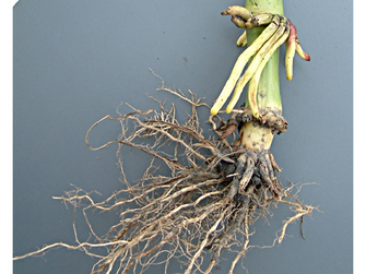 Dünne und abgefressene Wurzeln einer Maispflanze