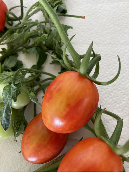 Tomaten mit gelben Flecken und fehlender Ausfärbung