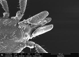 Stinging apparatus with hypostome, chelicerae and pedipalps (from inside to outside)  (Enlarges Image in Dialog Window)
