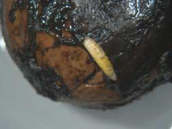 Larve im schwarz verfärbten Fruchtfleisch einer Walnuss